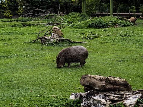  チェスター・ズー: 緑豊かな自然と動物たちとの触れ合いの冒険へ！