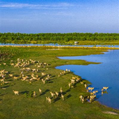  大丰麋鹿国家级自然保护区、広大な湿地と貴重な野生動物が生息する楽園！