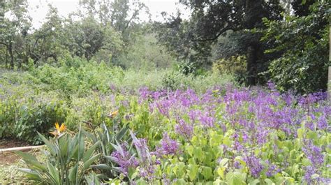  クワズール＝ナタル州植物園で、南アフリカの豊かな自然と多様な植物群を体験しよう！