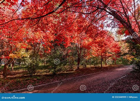 南湖公園！春には桜、秋には紅葉が楽しめる Changchun の絶景スポット！